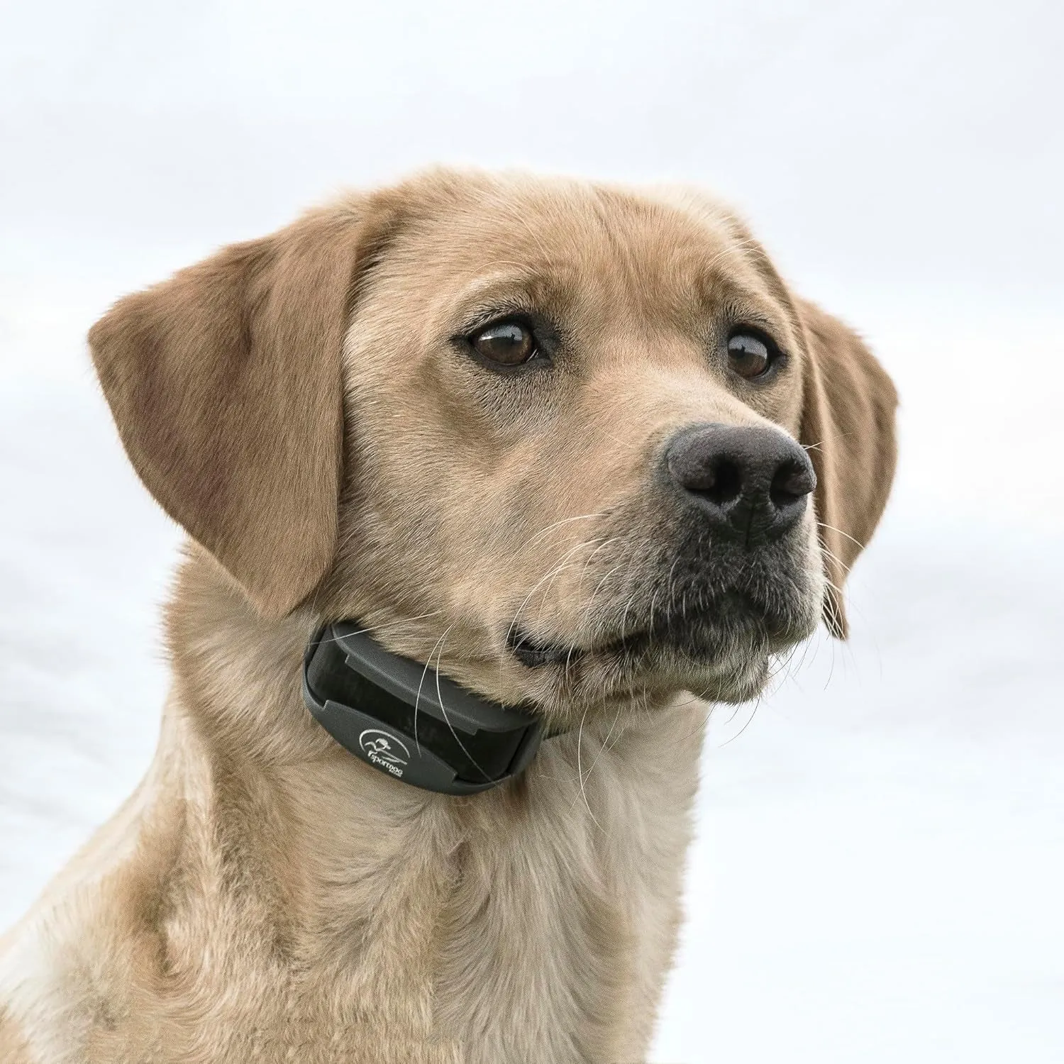 Brand Fieldtrainer 425X Remote Training Collar, E Collar for Dogs - Waterproof Dog Trainer, Submersible up to 25 Feet, Rechargeable Dog Training Collar with Remote Shock, Vibrate, and Tone