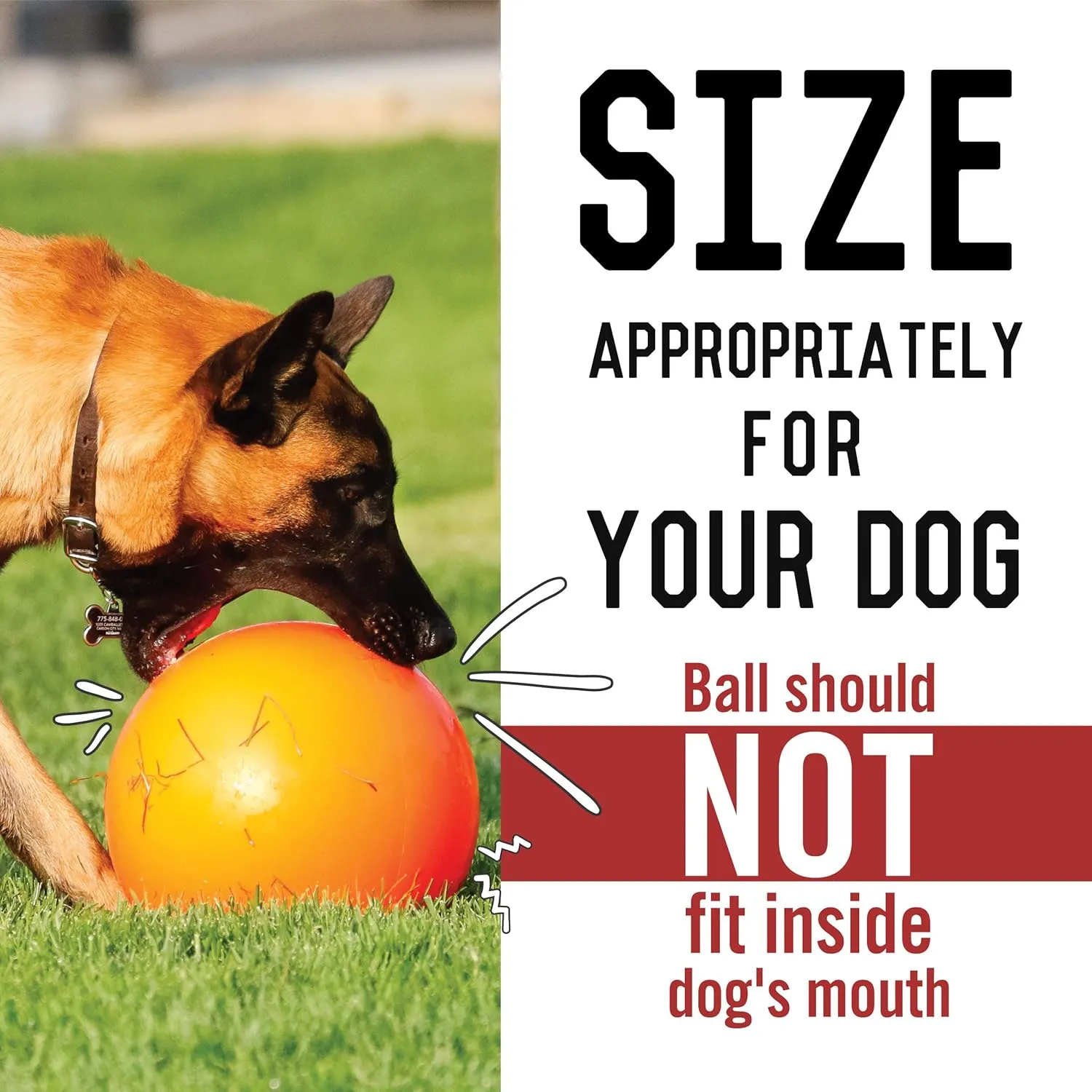 Virtually Indestructible Best Ball for Dogs, 6-inch,Colors May Vary